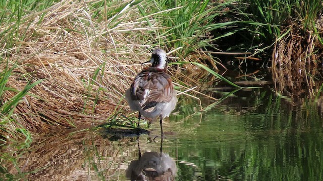 Wilson's Phalarope - ML454219811