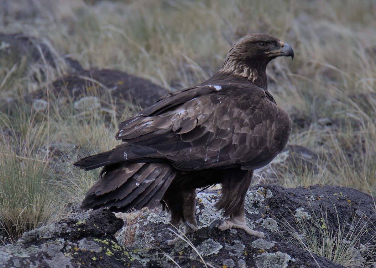 Golden Eagle - ML454219861