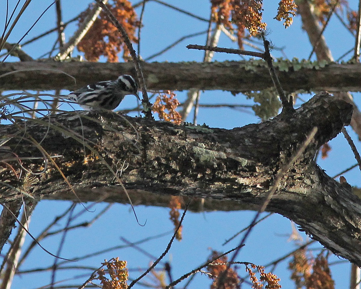 Black-and-white Warbler - Mary Keim