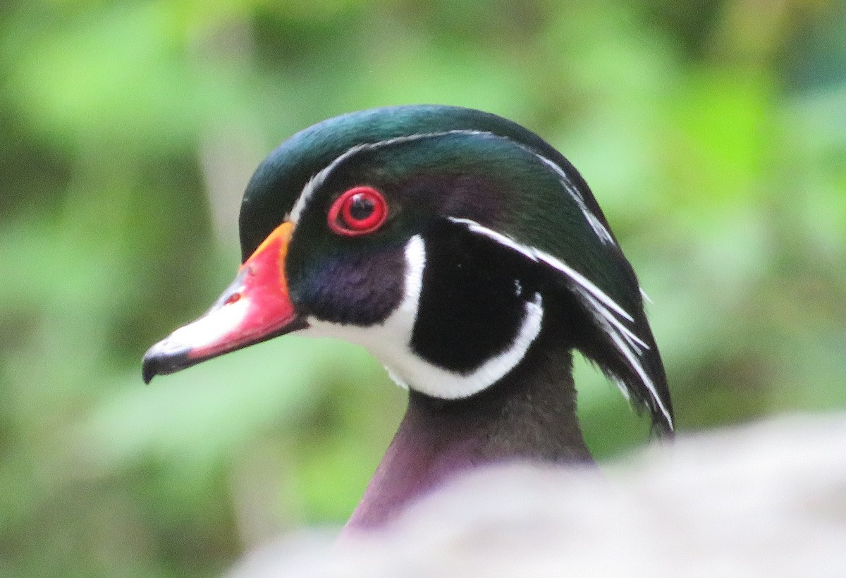 Wood Duck - ML454220511