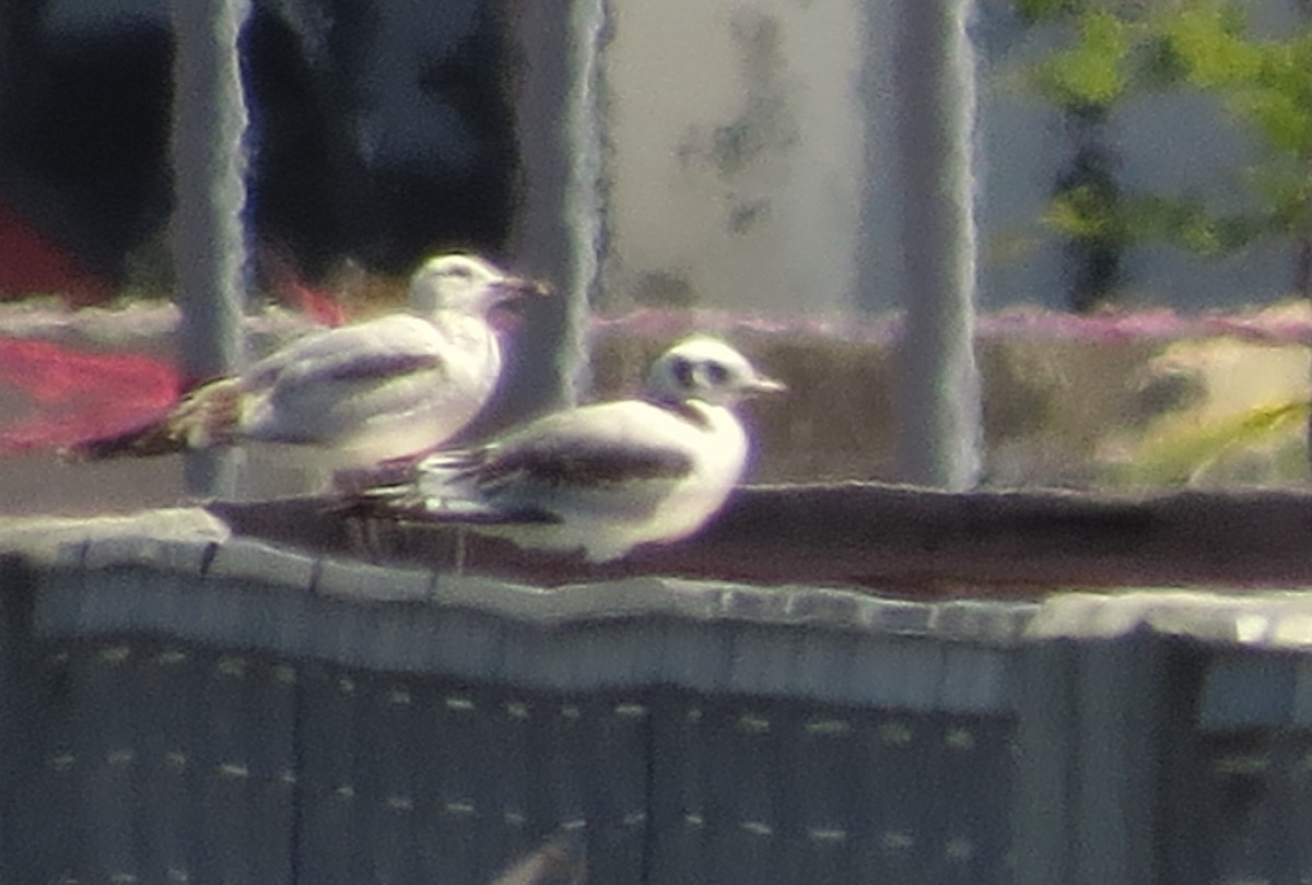 Mouette tridactyle - ML454221301