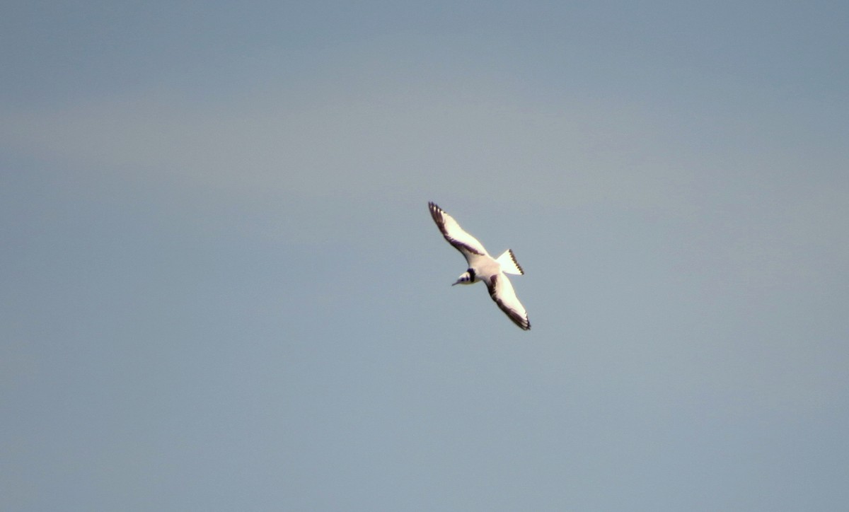 Mouette tridactyle - ML454221351