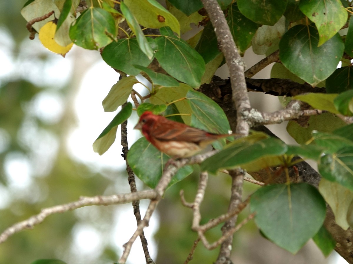 Purple Finch - ML454221401