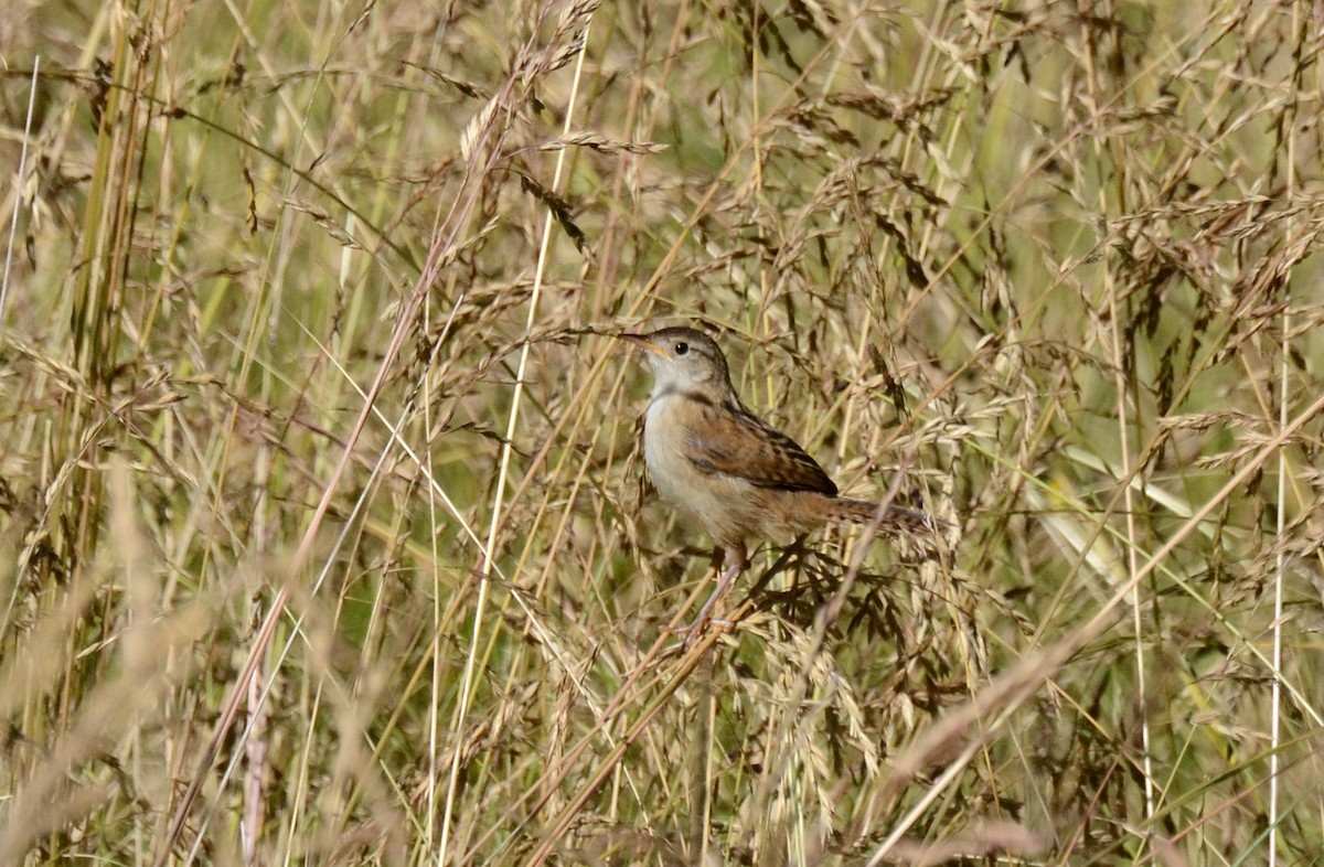 Grass Wren - ML45422151