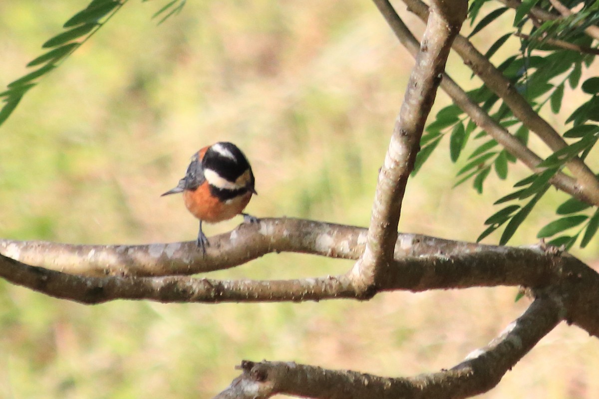 Varied Tit - ML454221521