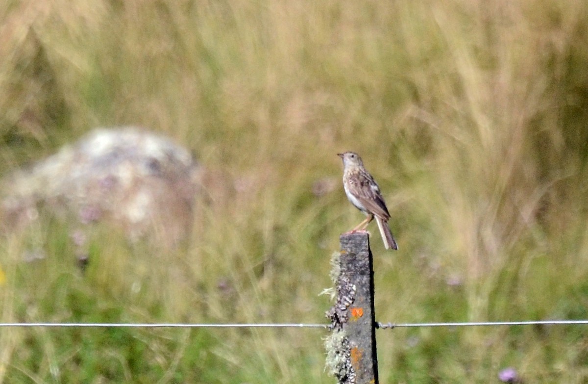 Hellmayr's Pipit - ML45422201