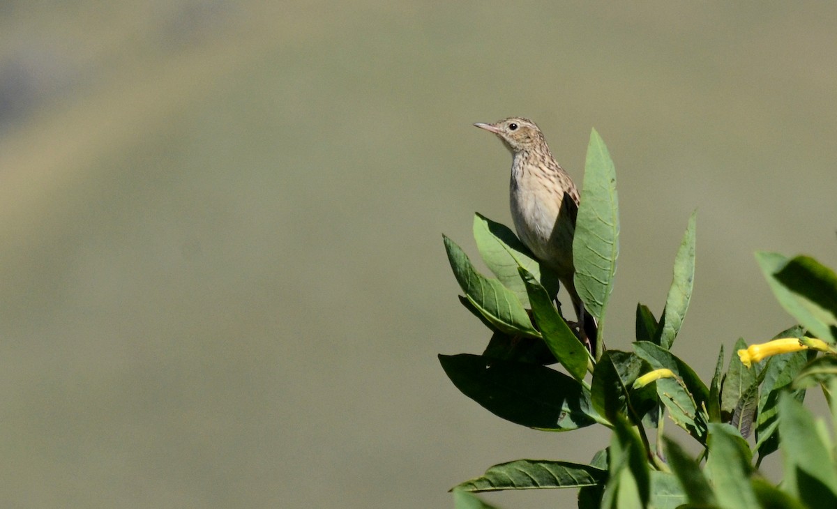 Hellmayr's Pipit - ML45422211