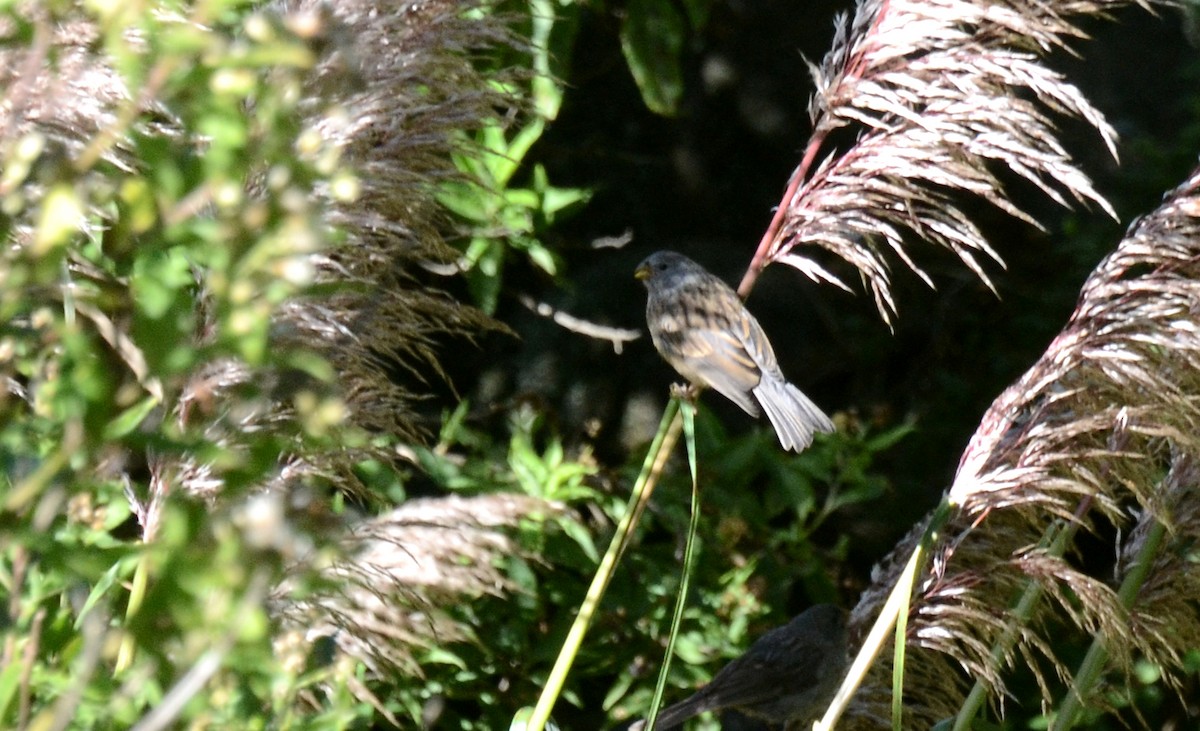 Plain-colored Seedeater - ML45422281