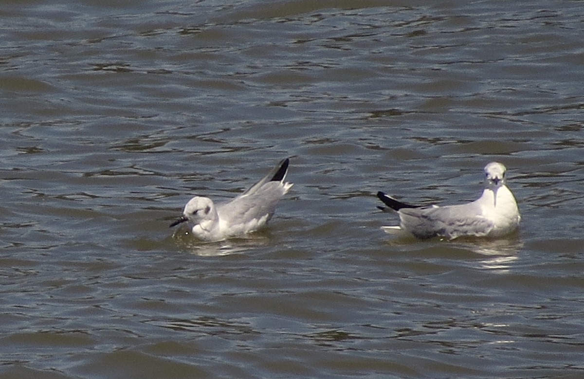 Mouette de Bonaparte - ML454223111