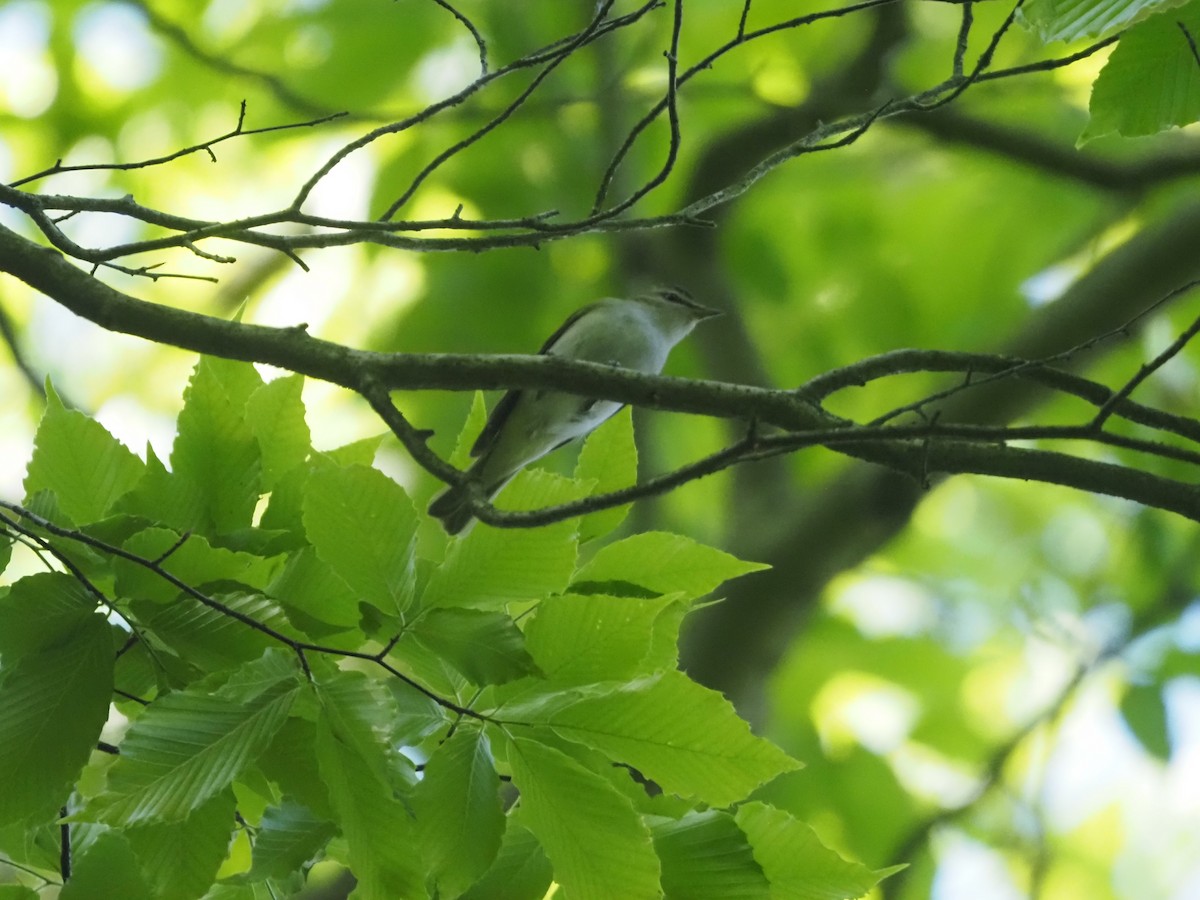 Red-eyed Vireo - ML454223271