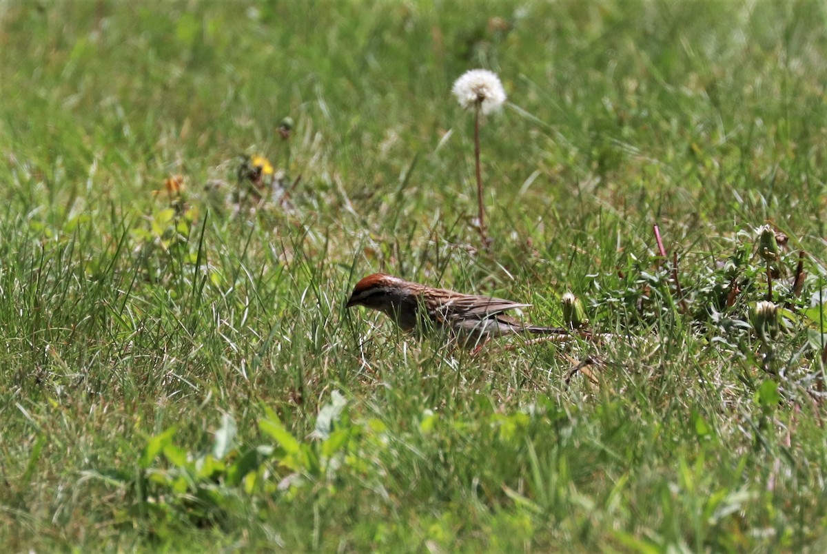 Chipping Sparrow - ML454223561