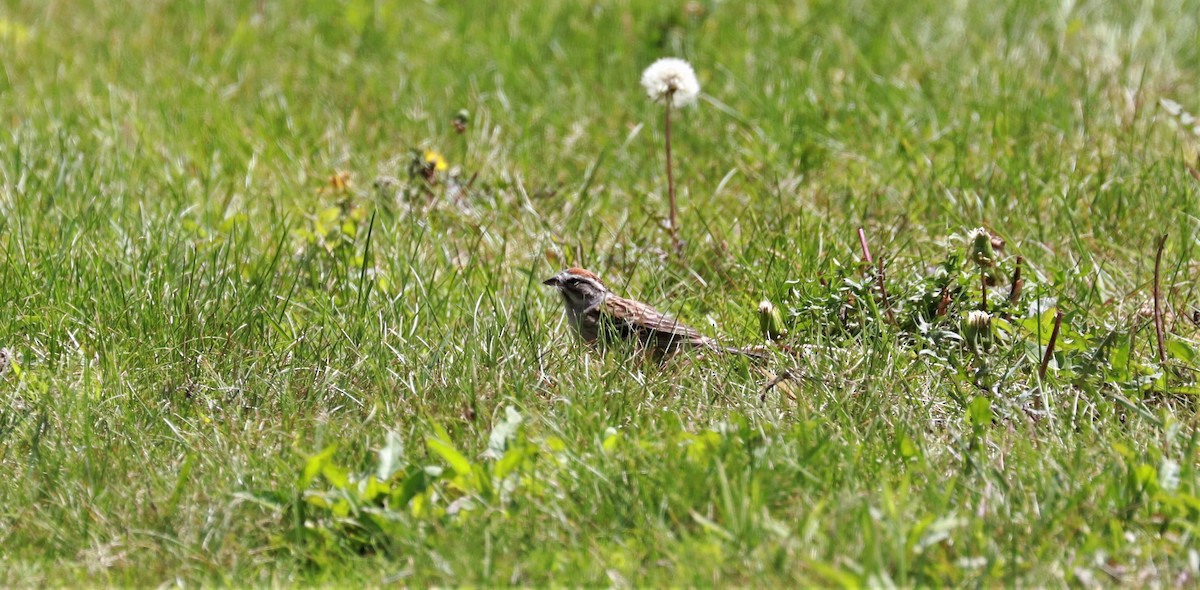 Chipping Sparrow - ML454223571