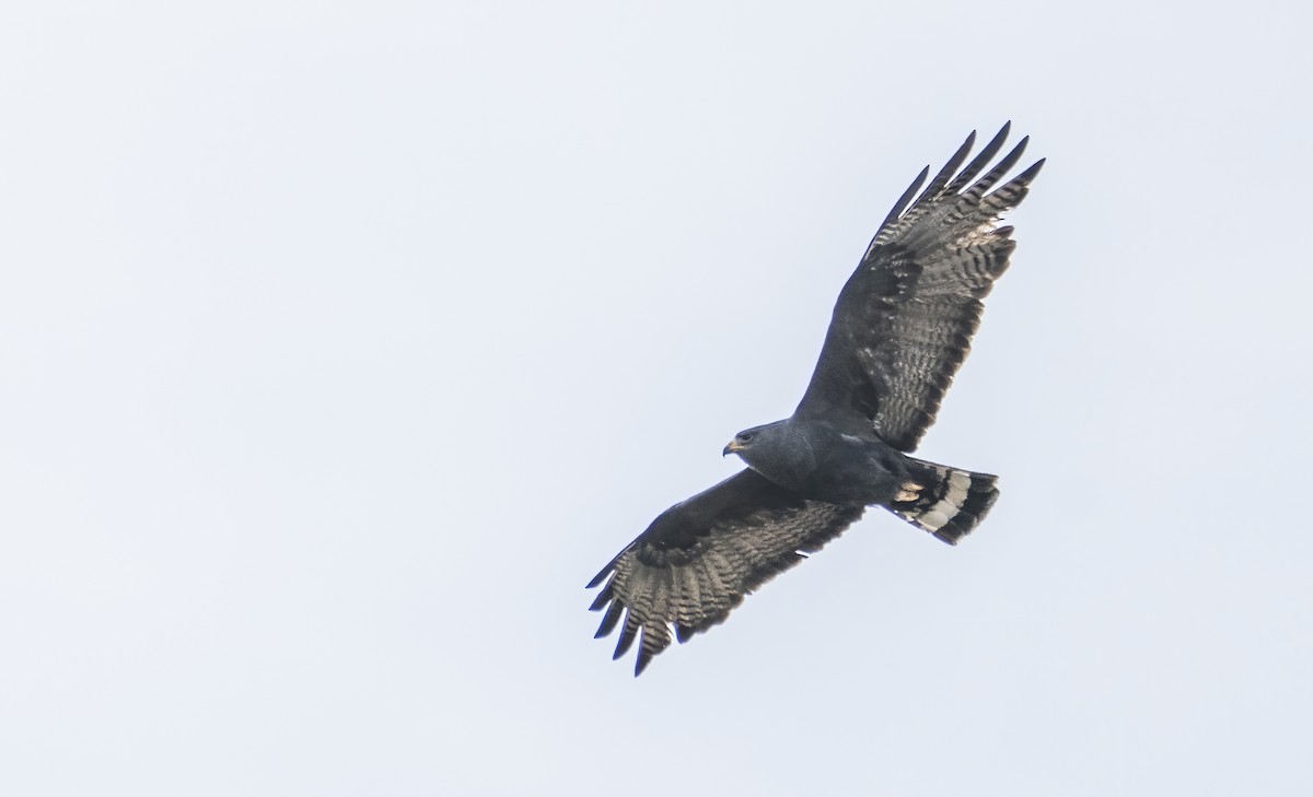 Zone-tailed Hawk - ML454223591