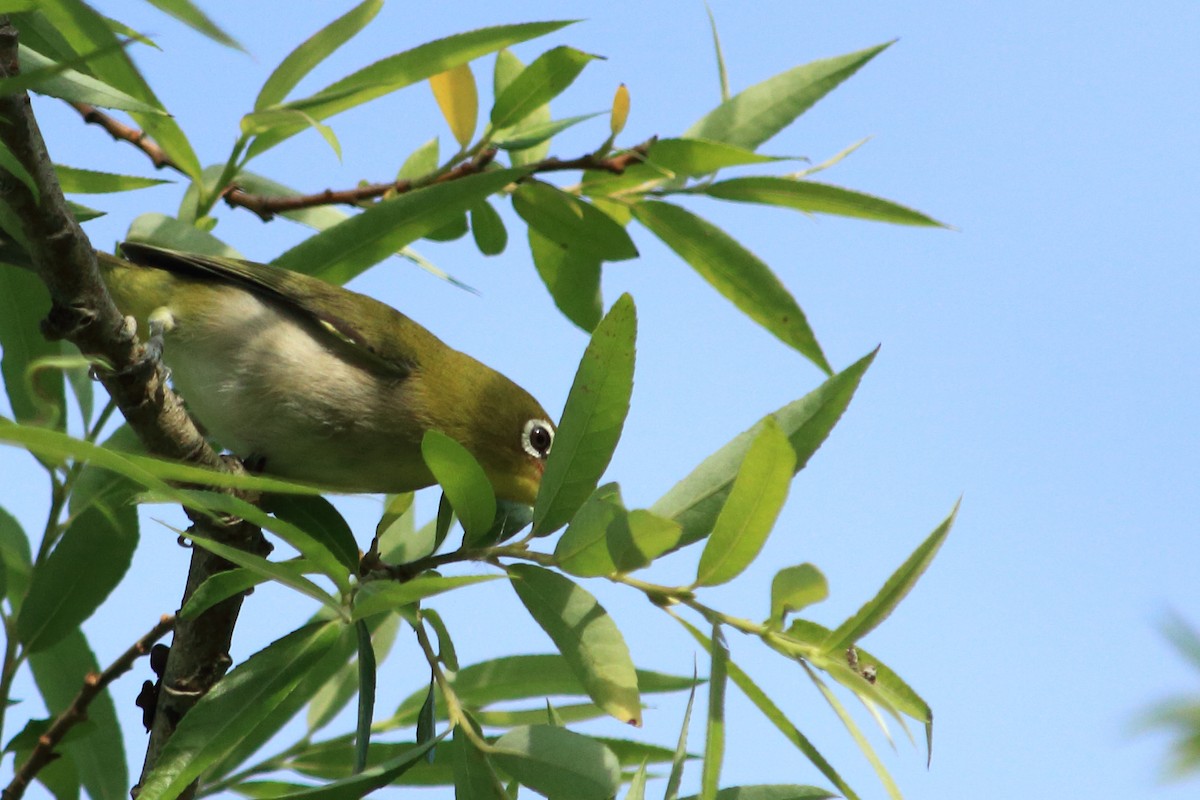 Warbling White-eye - ML454223721