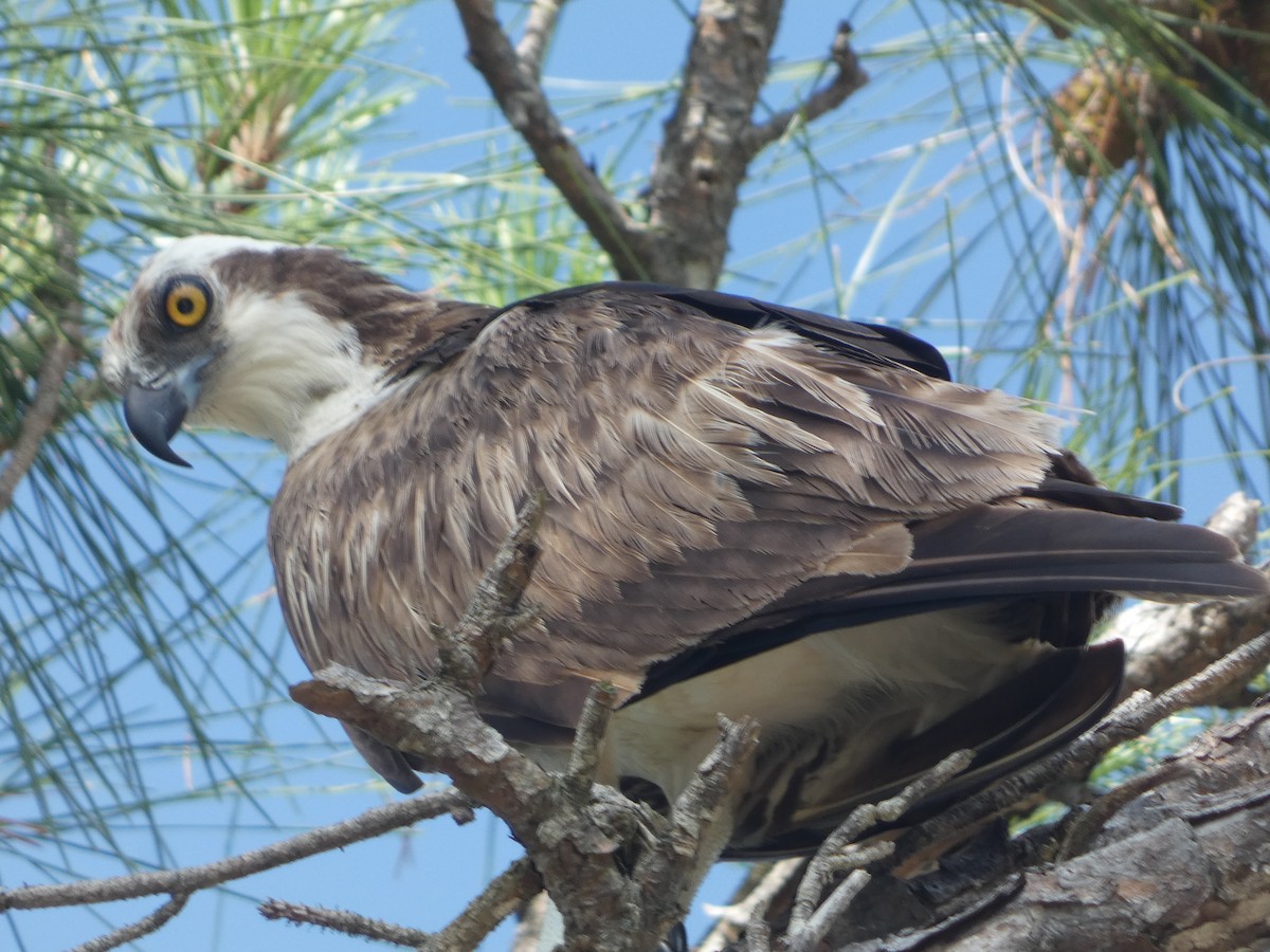 Águila Pescadora - ML454224011