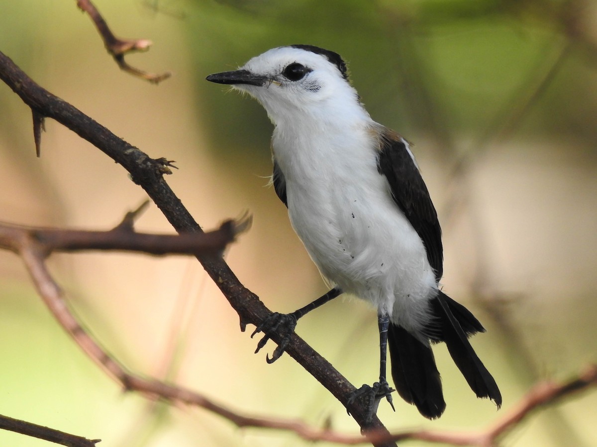 Pied Water-Tyrant - Jhon Velasquez