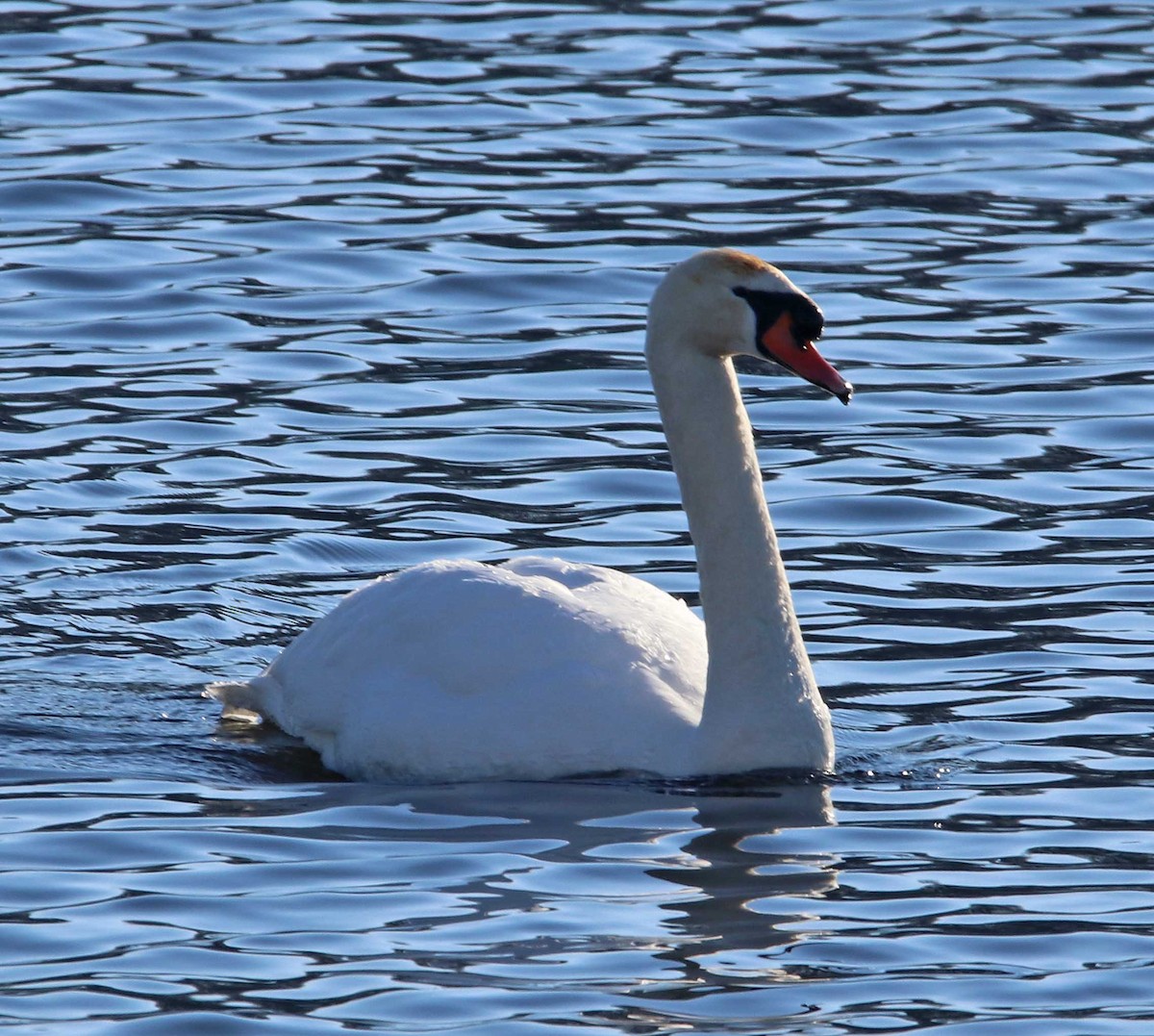 Cygne tuberculé - ML45422481