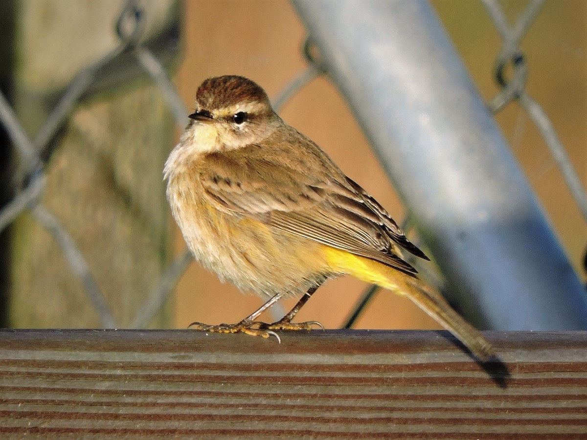 Palm Warbler - S. K.  Jones