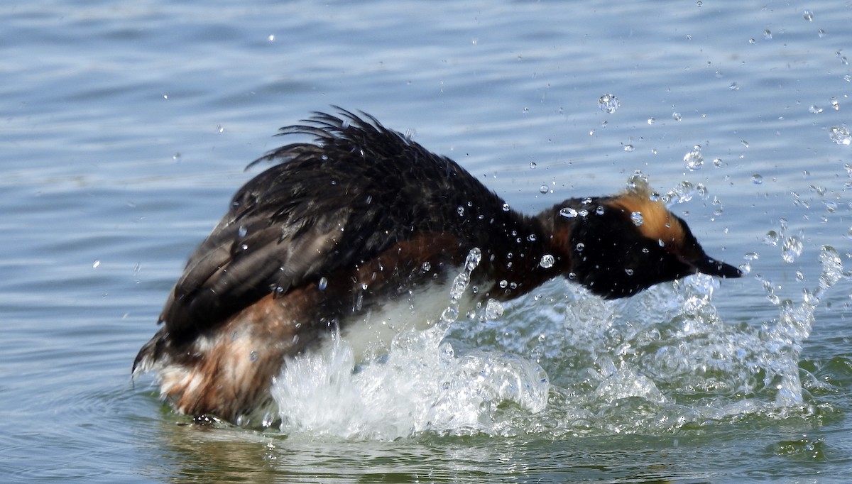 Horned Grebe - Noam Markus