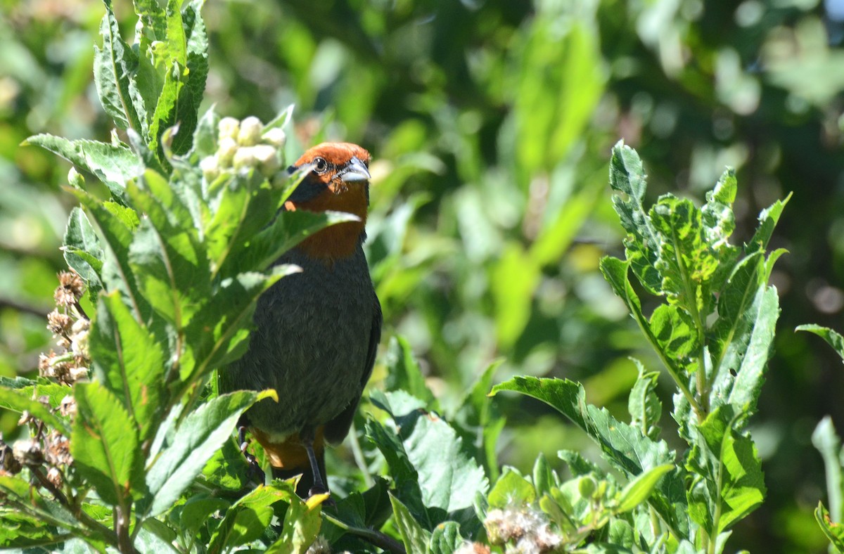 Tucuman Mountain Finch - ML45422561