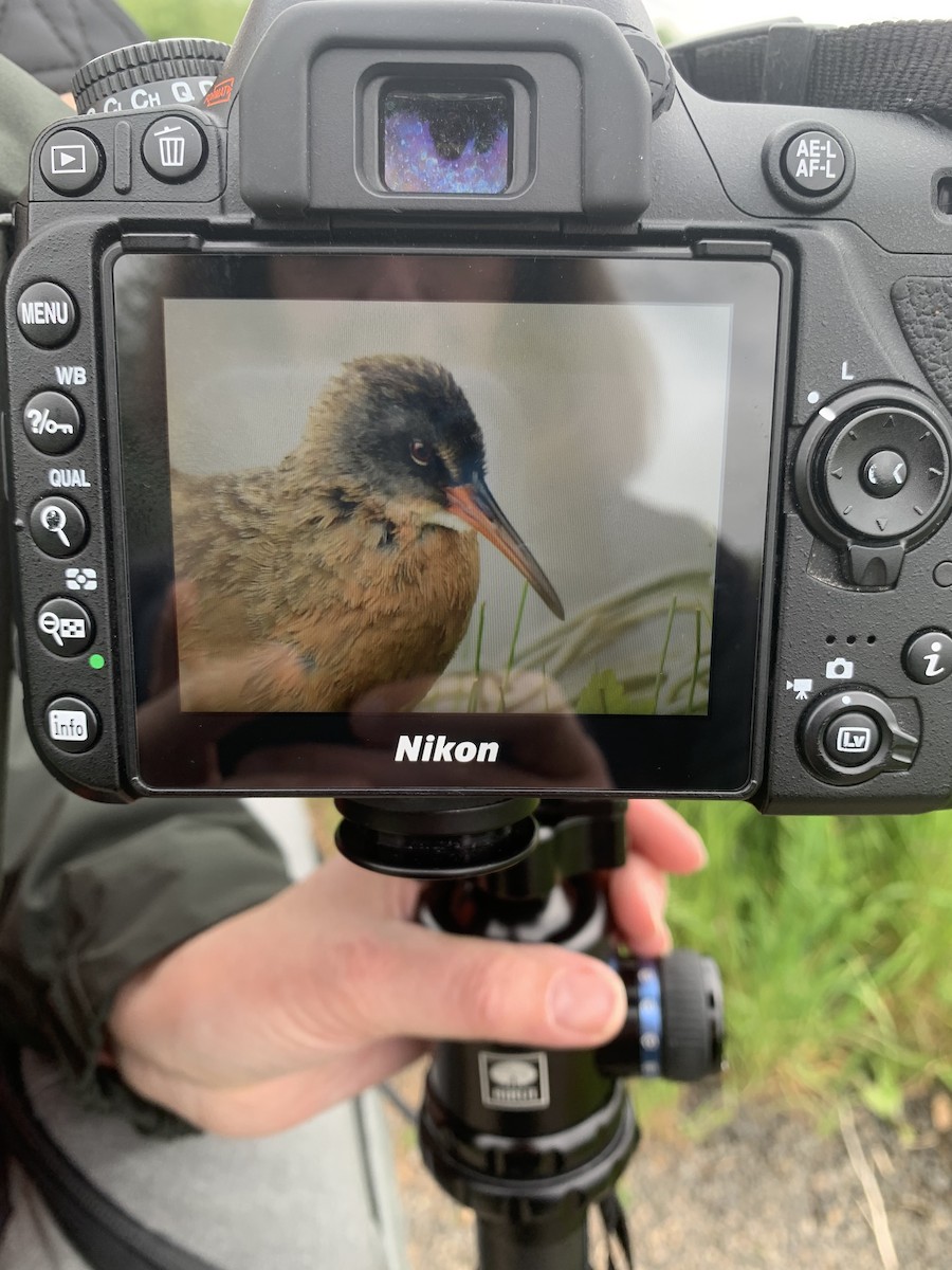 Virginia Rail - ML454226371