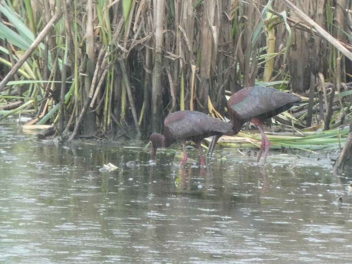 White-faced Ibis - ML454226471