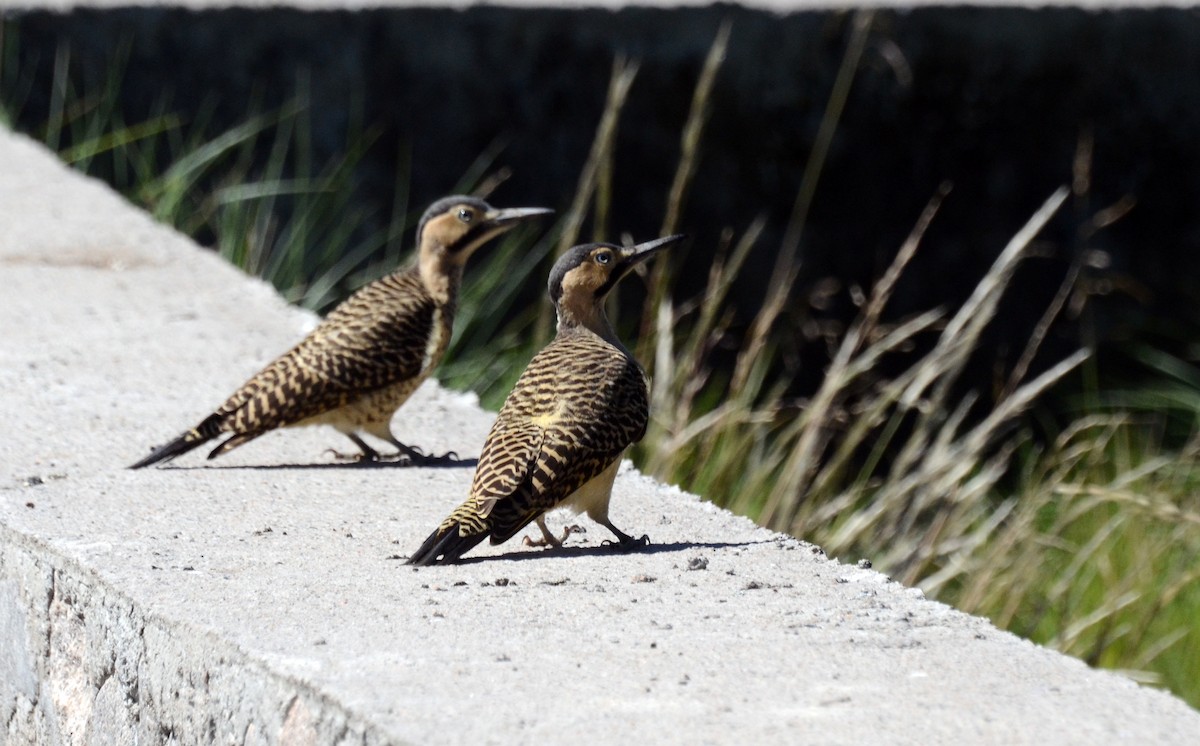 Andean Flicker - ML45422651