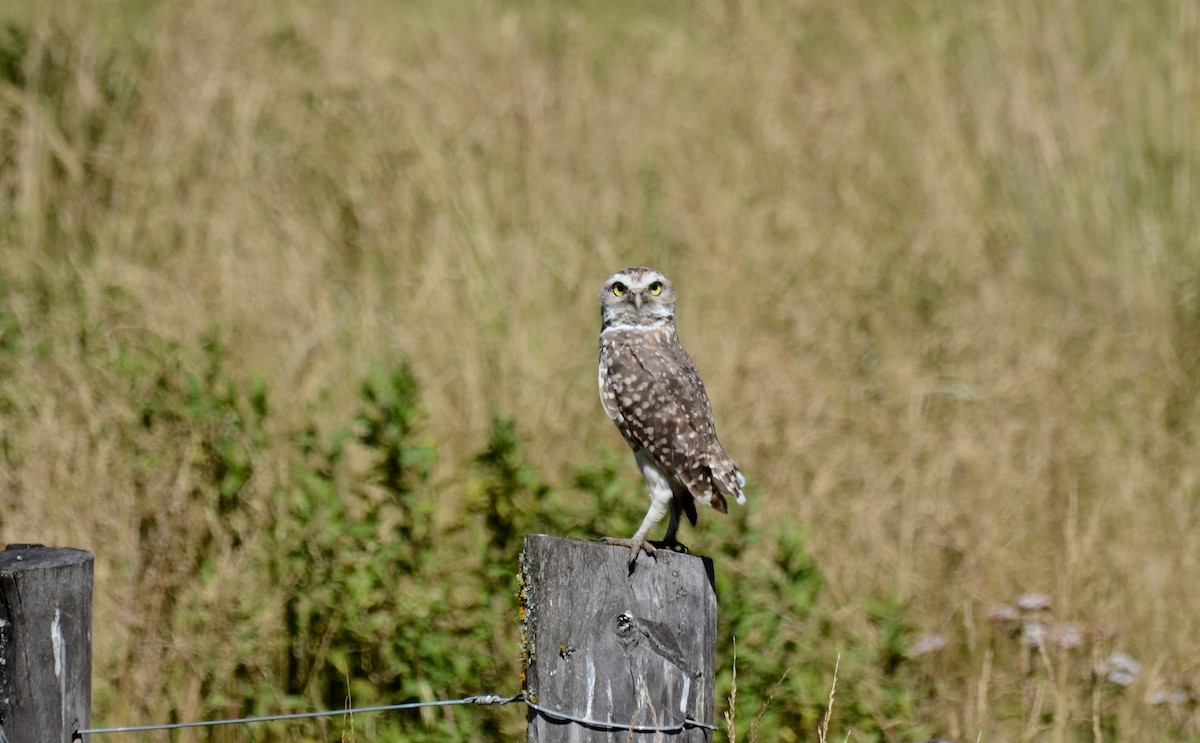 Burrowing Owl - ML45422681