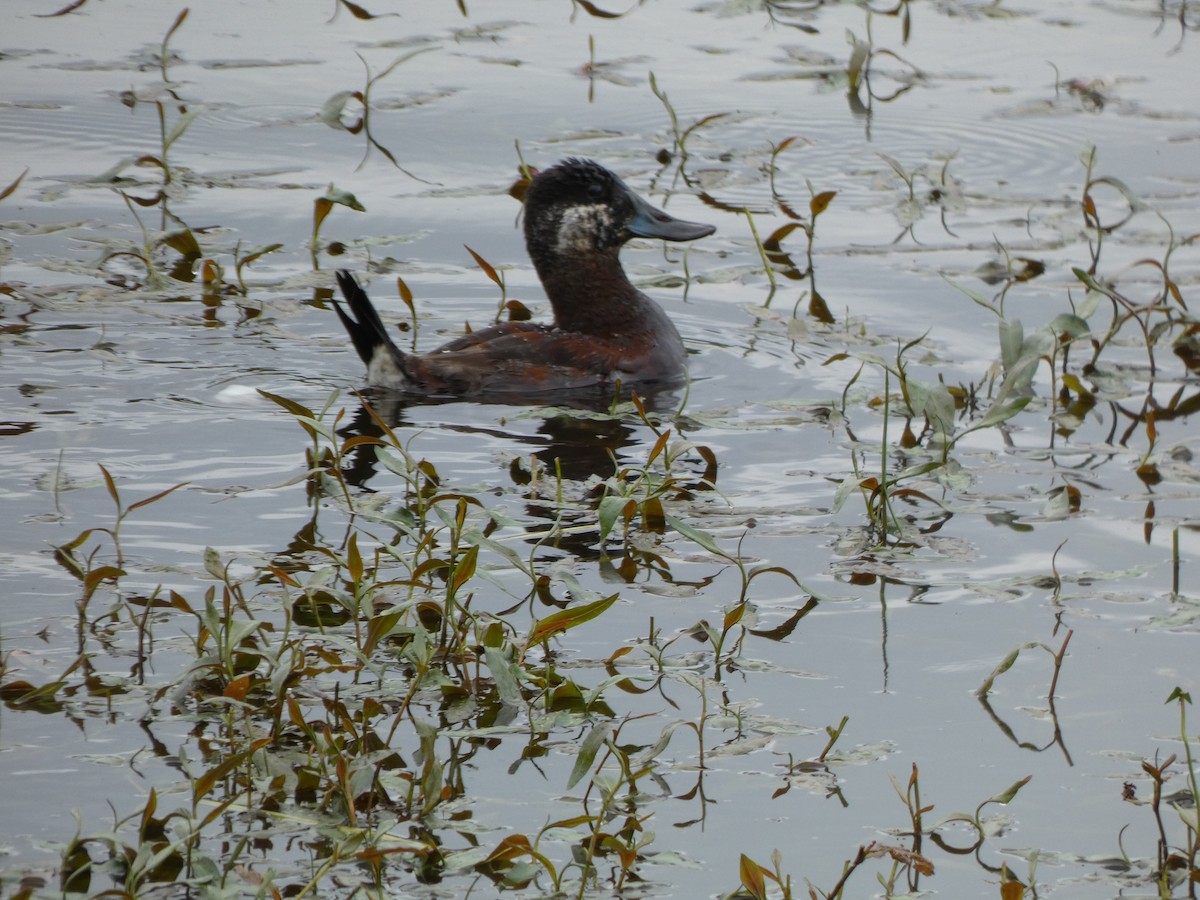 Ruddy Duck - ML454226851