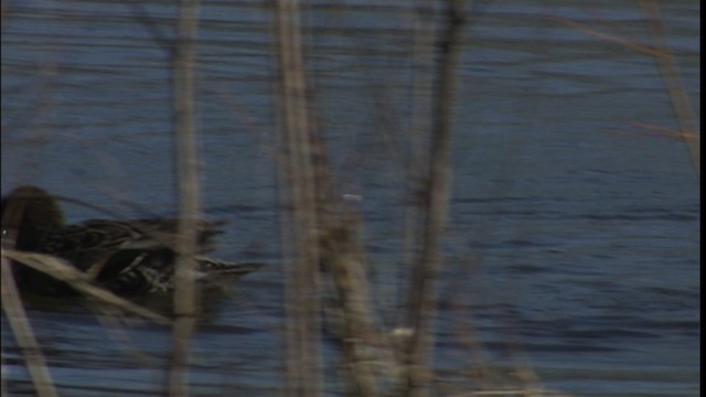 Green-winged Teal (American) - ML454227