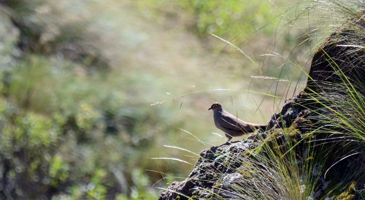 Bare-eyed Ground Dove - ML45422771