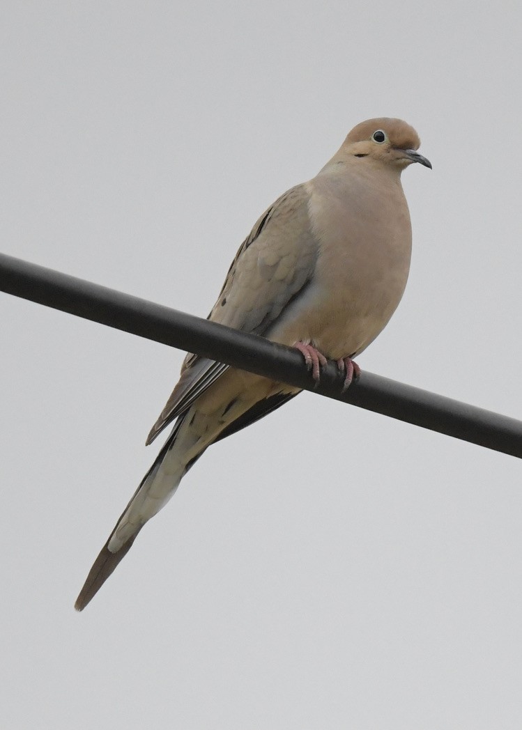 Mourning Dove - Tsaiwei Olee