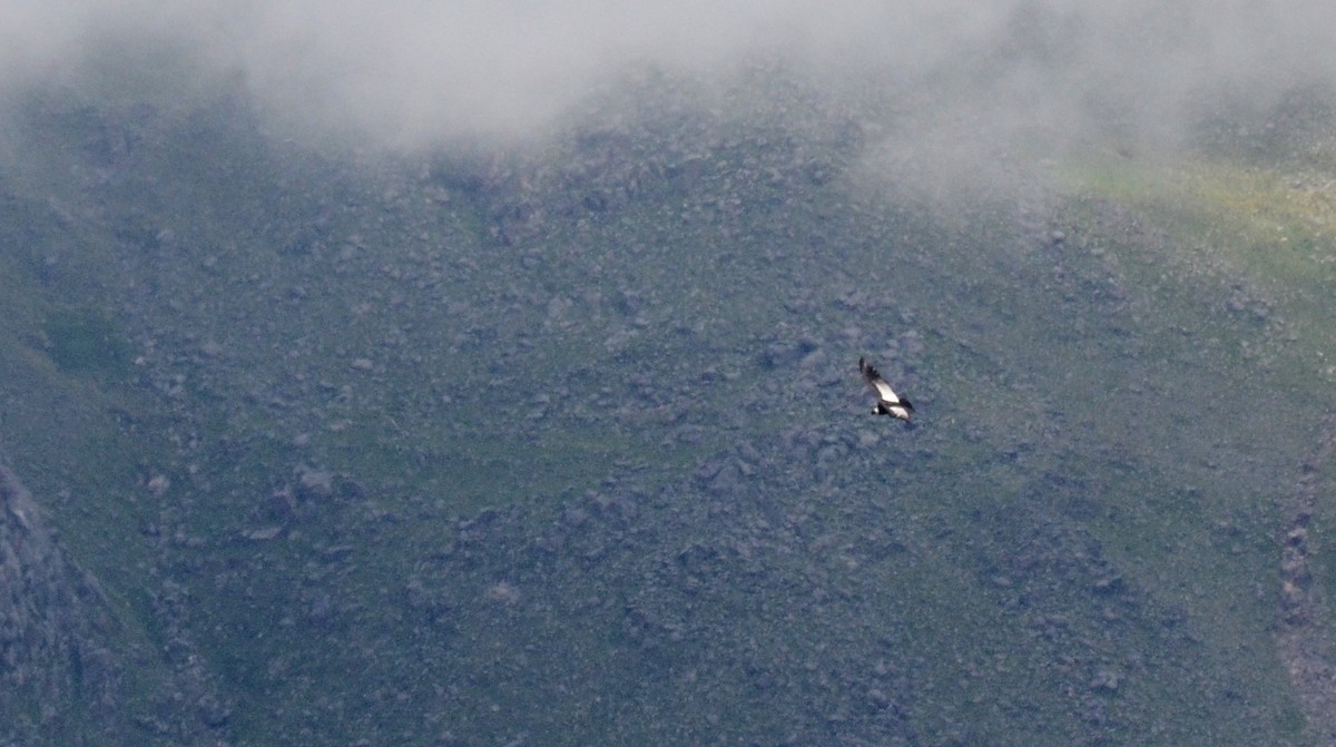 Andean Condor - ML45422871