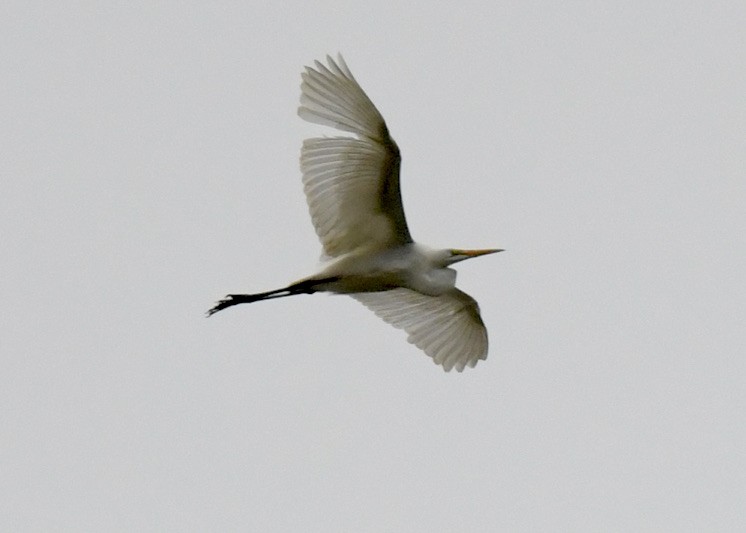 Great Egret - ML454228821