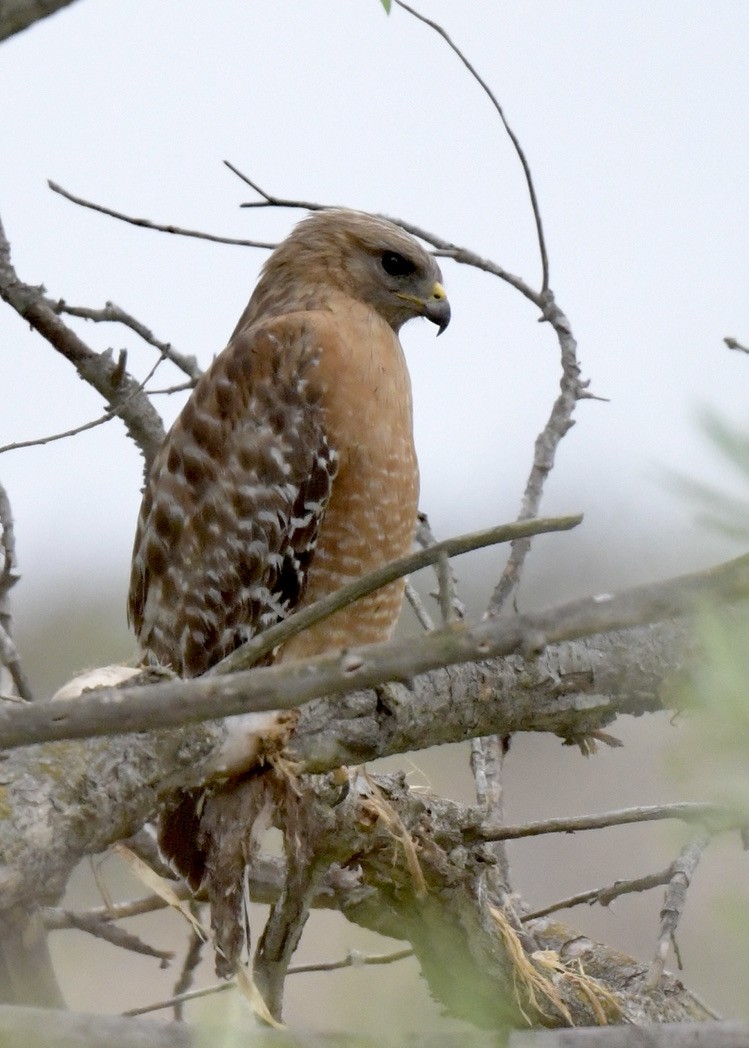 Rotschulterbussard - ML454228941