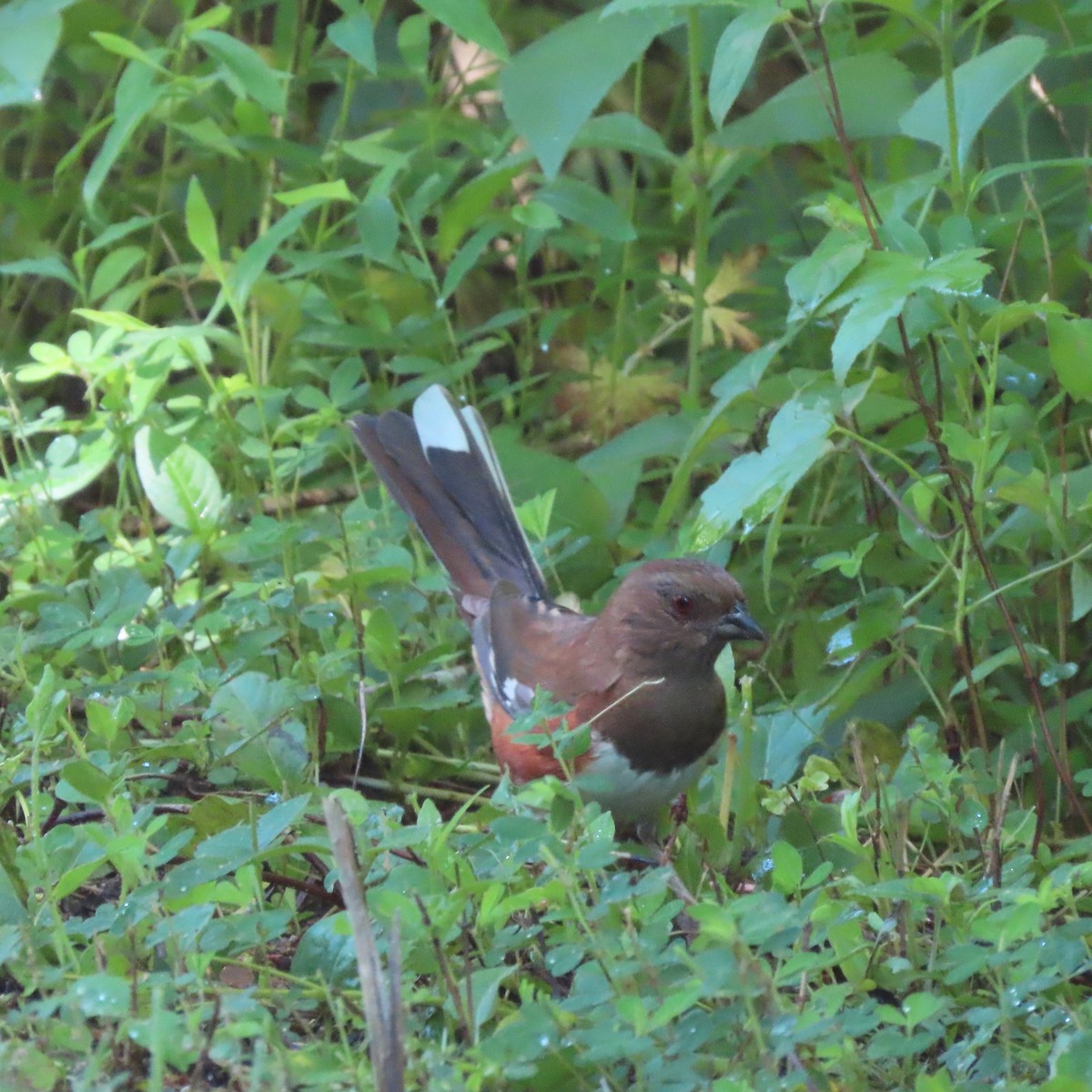 Eastern Towhee - ML454229161