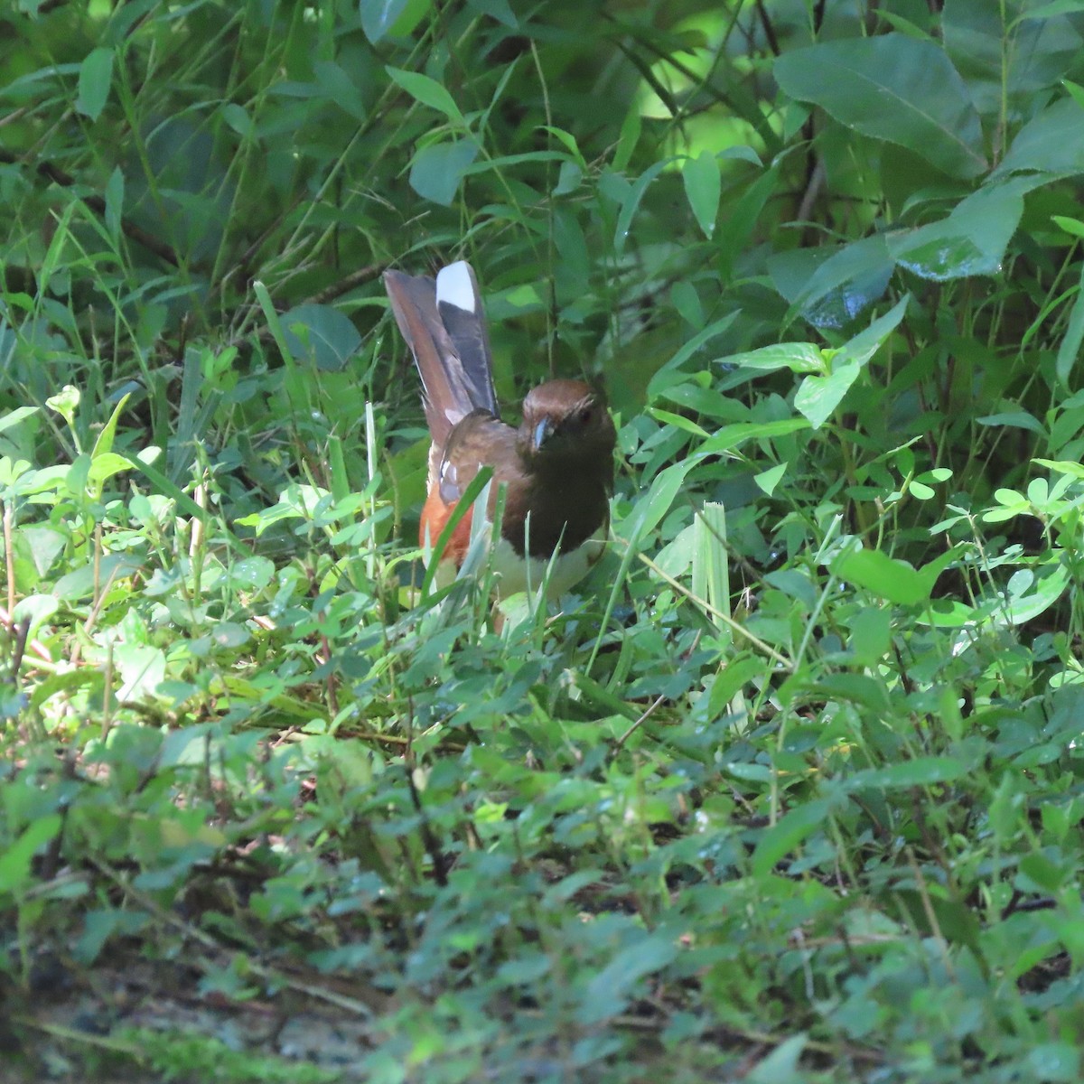 Eastern Towhee - ML454229201
