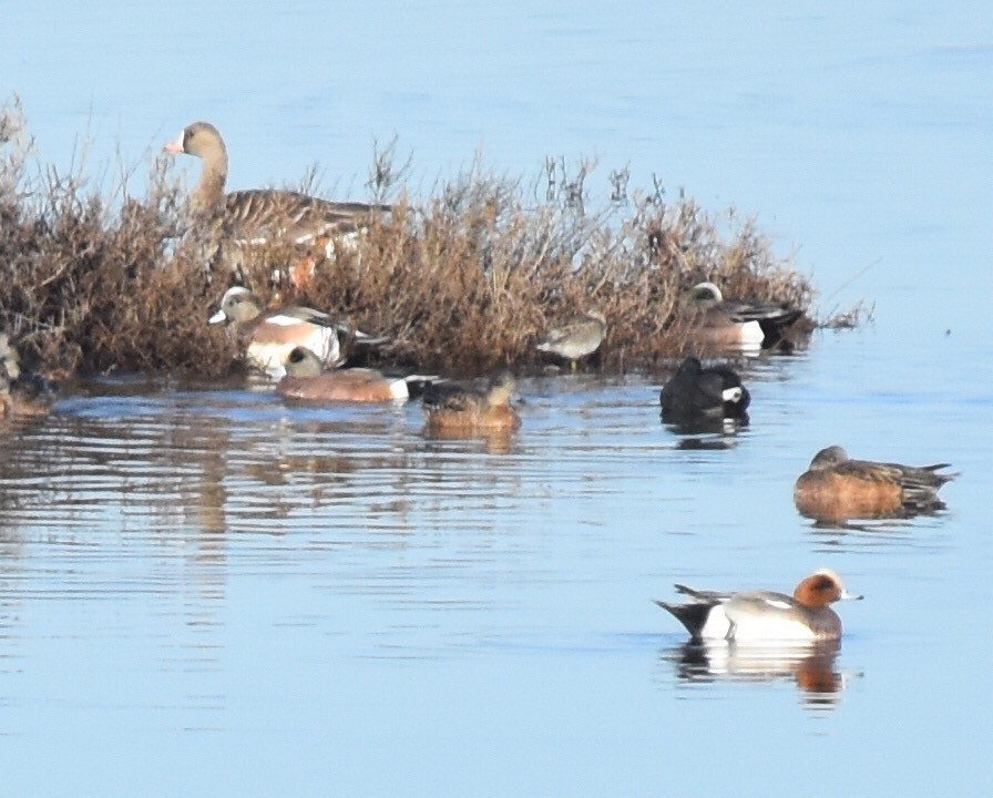 Greater White-fronted Goose - ML45422971