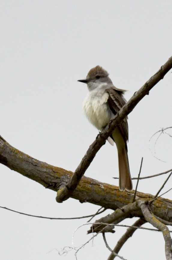 Ash-throated Flycatcher - ML454229771