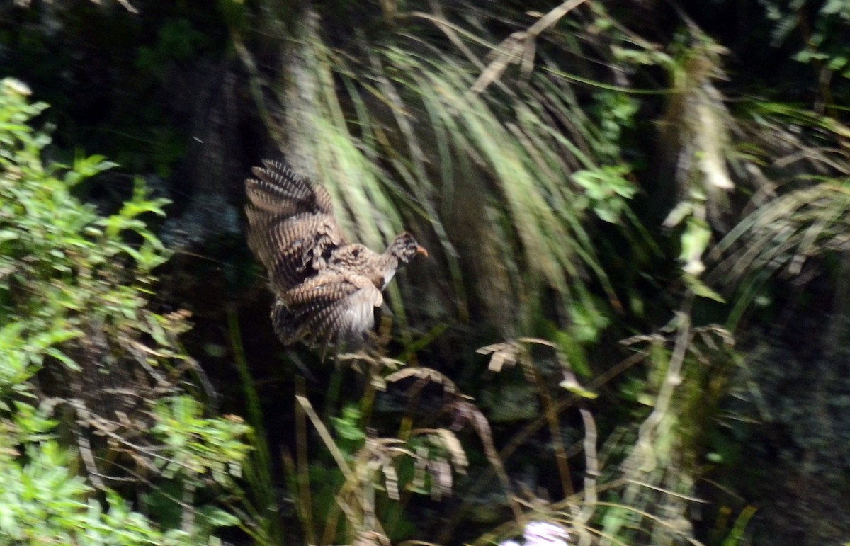 Andean Tinamou - ML45422991