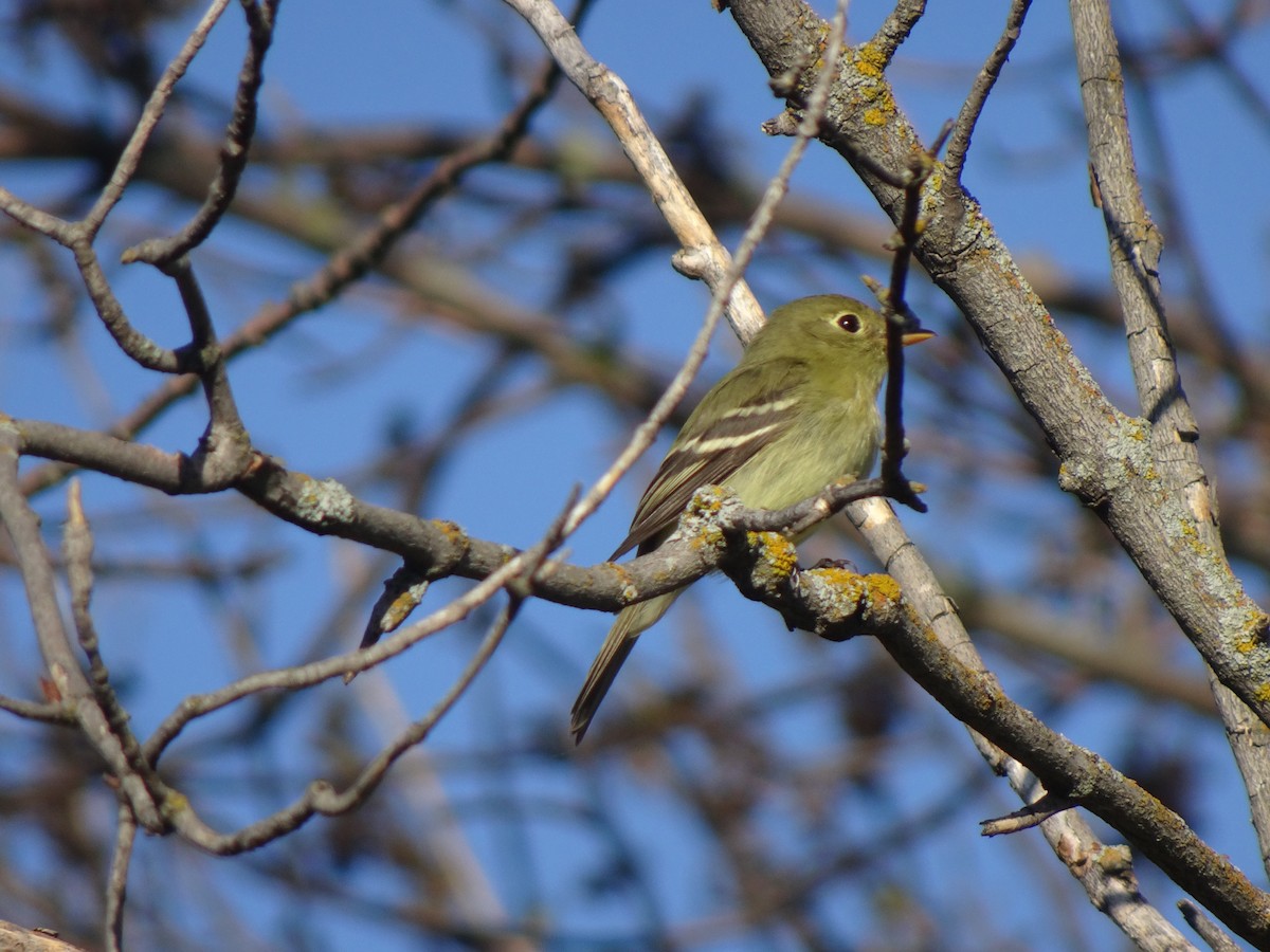 Yellow-bellied Flycatcher - ML454230191