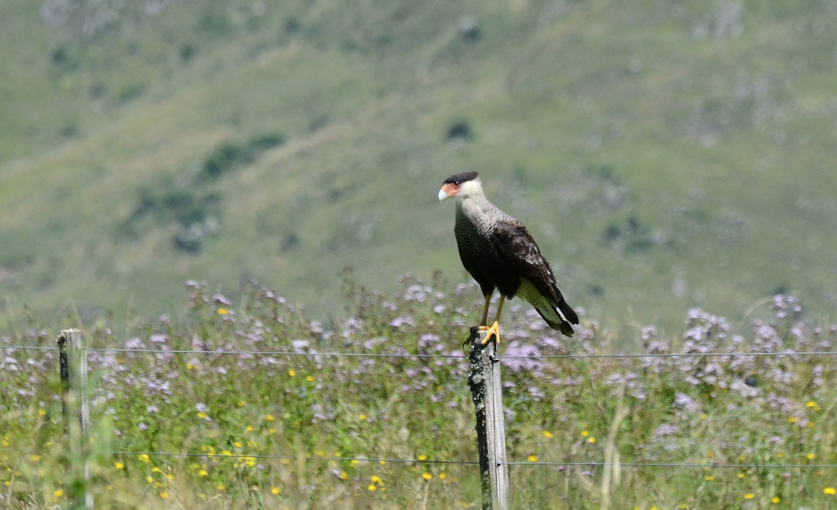 Crested Caracara (Southern) - ML45423051