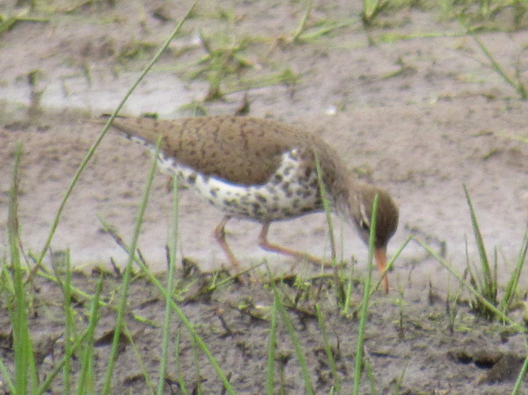 Spotted Sandpiper - ML454230921