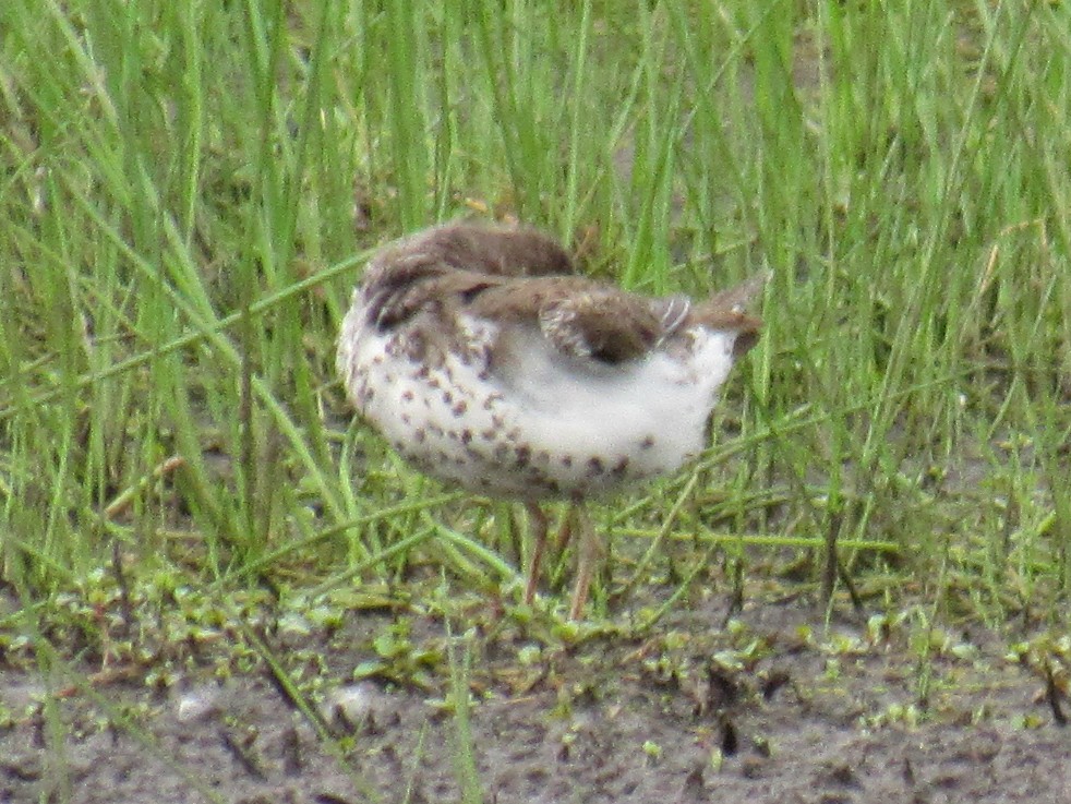 Spotted Sandpiper - ML454230951