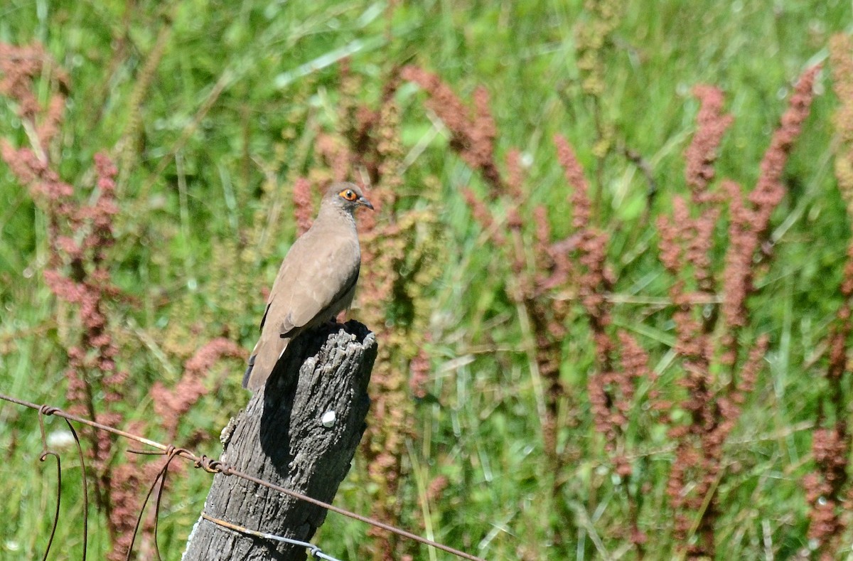 Bare-eyed Ground Dove - ML45423131