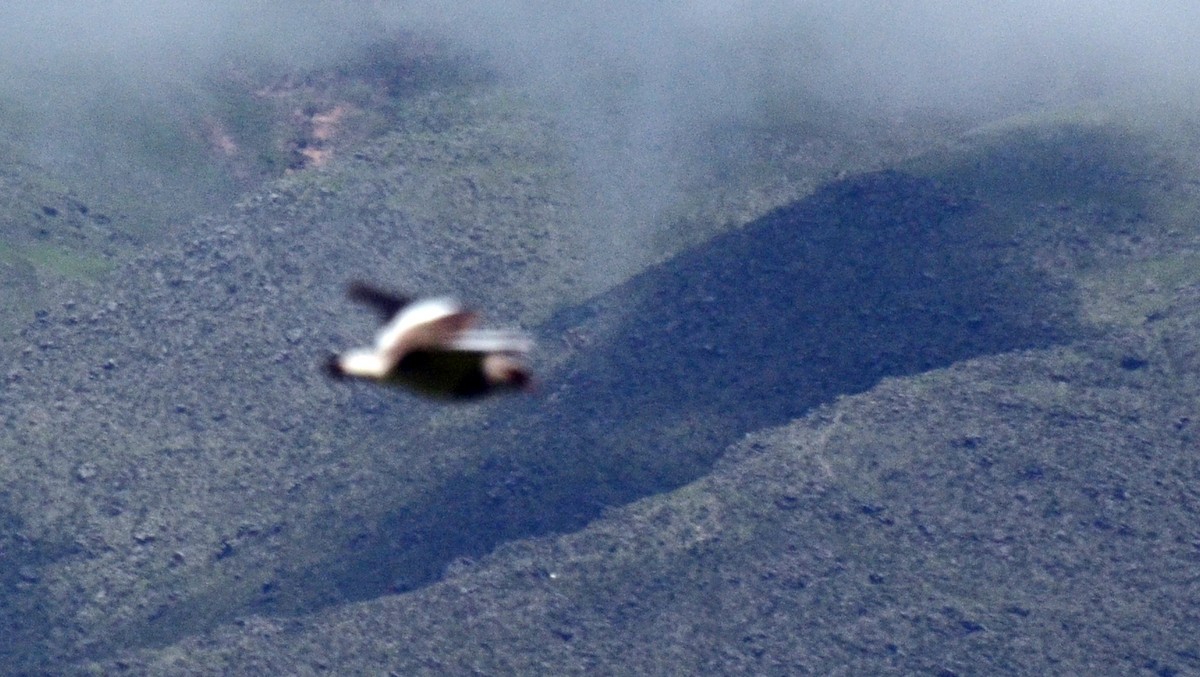 Andean Lapwing - ML45423181