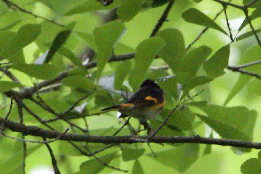 American Redstart - ML454232711