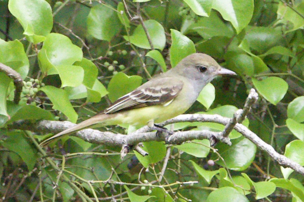 Great Crested Flycatcher - ML454232941