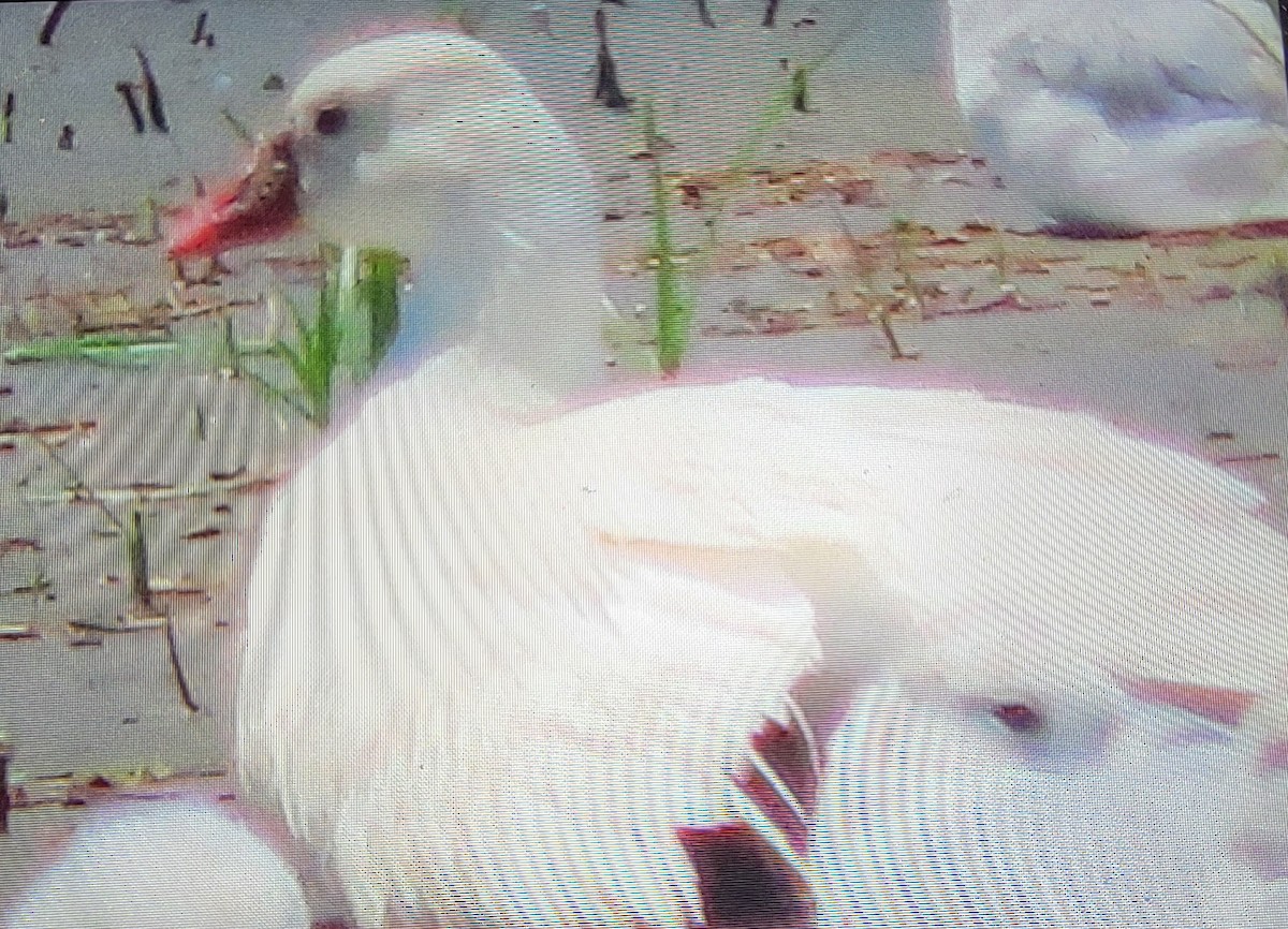 Ross's Goose - ML454233941