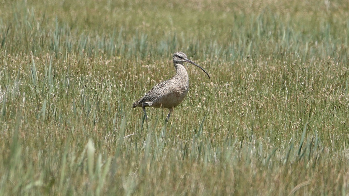 Long-billed Curlew - ML454235131